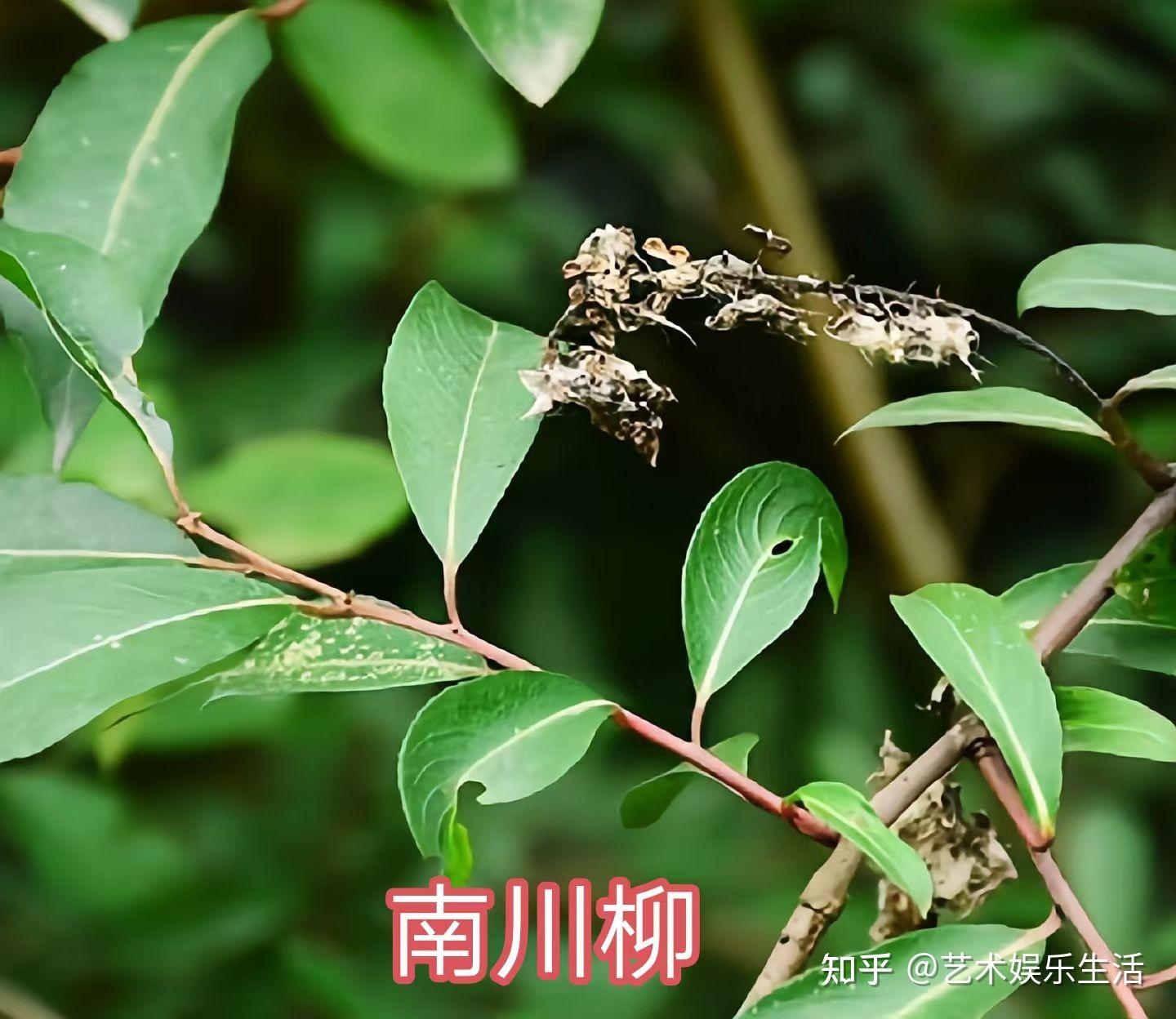 杨柳科植物有哪些 - 知乎