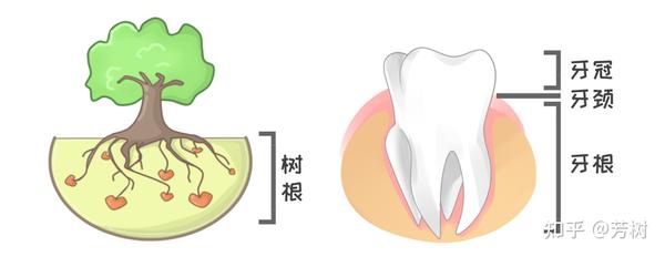去看个牙，医生总说牙根吸收了咋回事？ - 知乎
