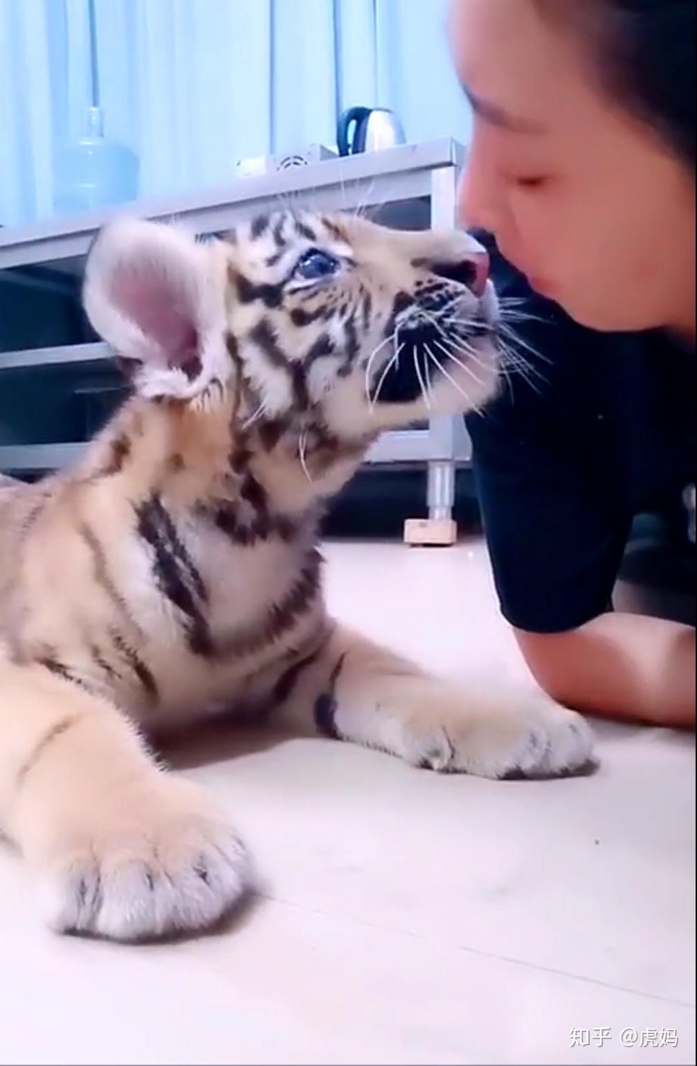 如果养一只小老虎每天抱着他一百个深蹲那么随着他长大是不是有一天我
