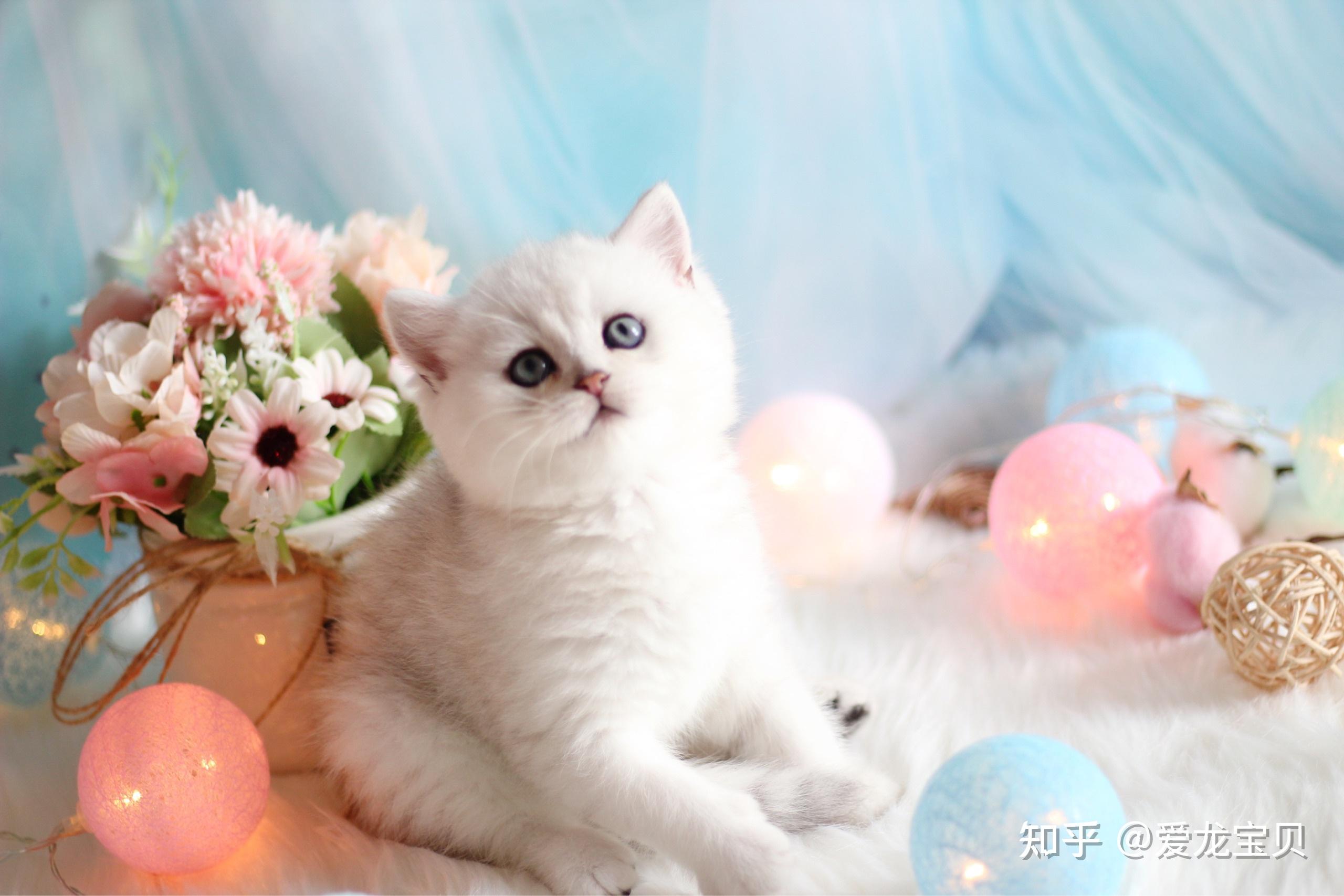 可以看看你们家的银点或者银渐层小猫咪吗? - 知乎
