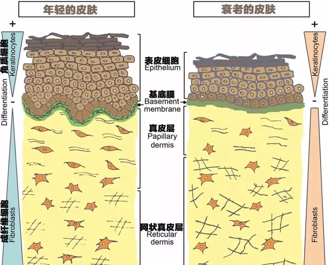 这是一篇关于衰老的科普 - 知乎