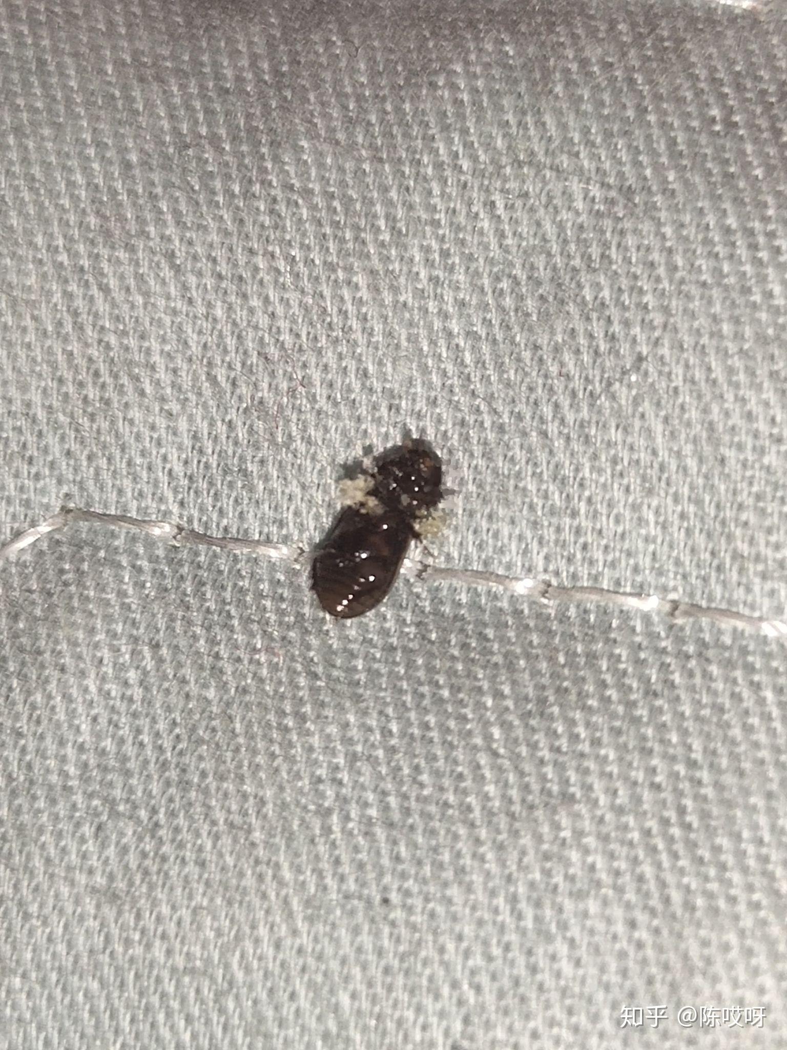 卧室出现好多小黑虫,求问这是什么虫子,蚊香熏不死?