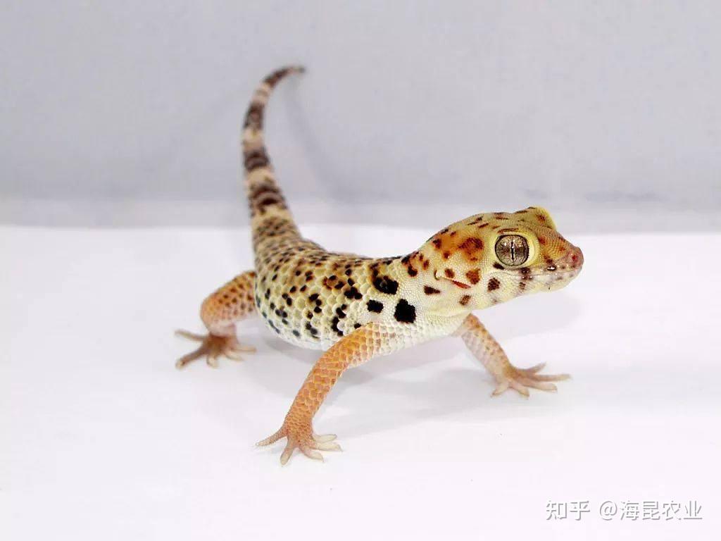 爬友必读:豹纹守宫肠胃炎的原因、症状与有效护理 - 知乎