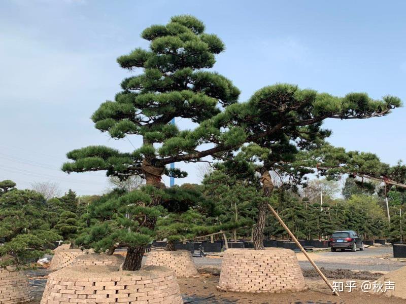 分享下比较大的四款观赏松