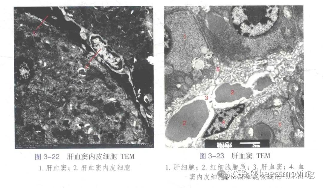小鼠肝脏组织学 - 知乎