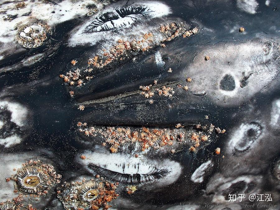 为什么鲸鱼身上多有藤壶寄生而海豚虎鲸身上却没见到