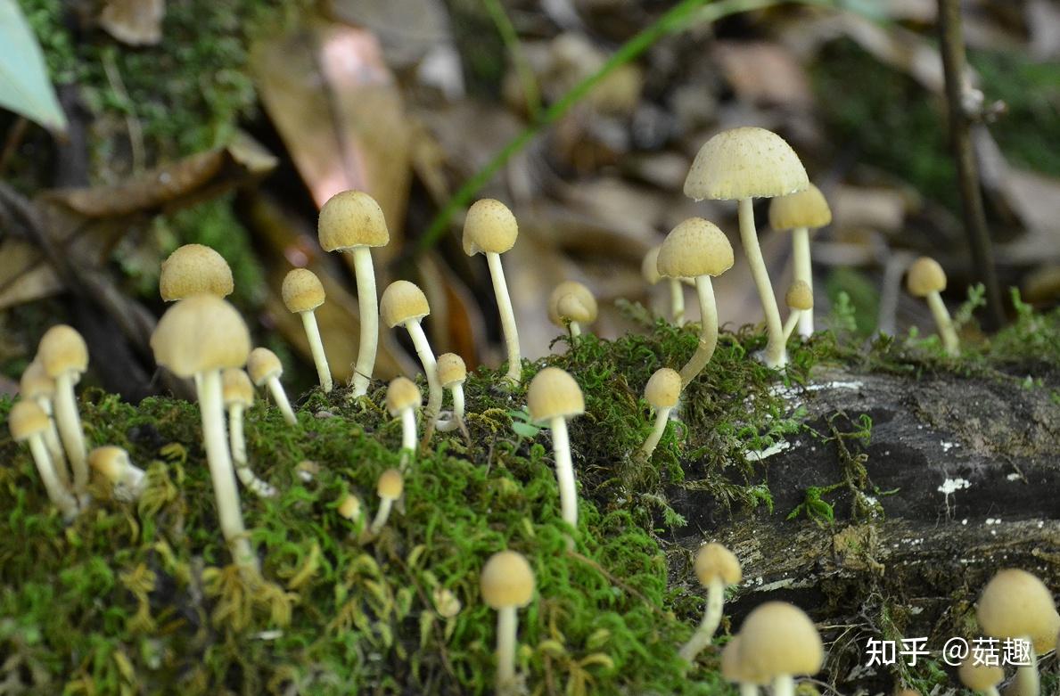 菇趣——辐毛鬼伞 - 知乎