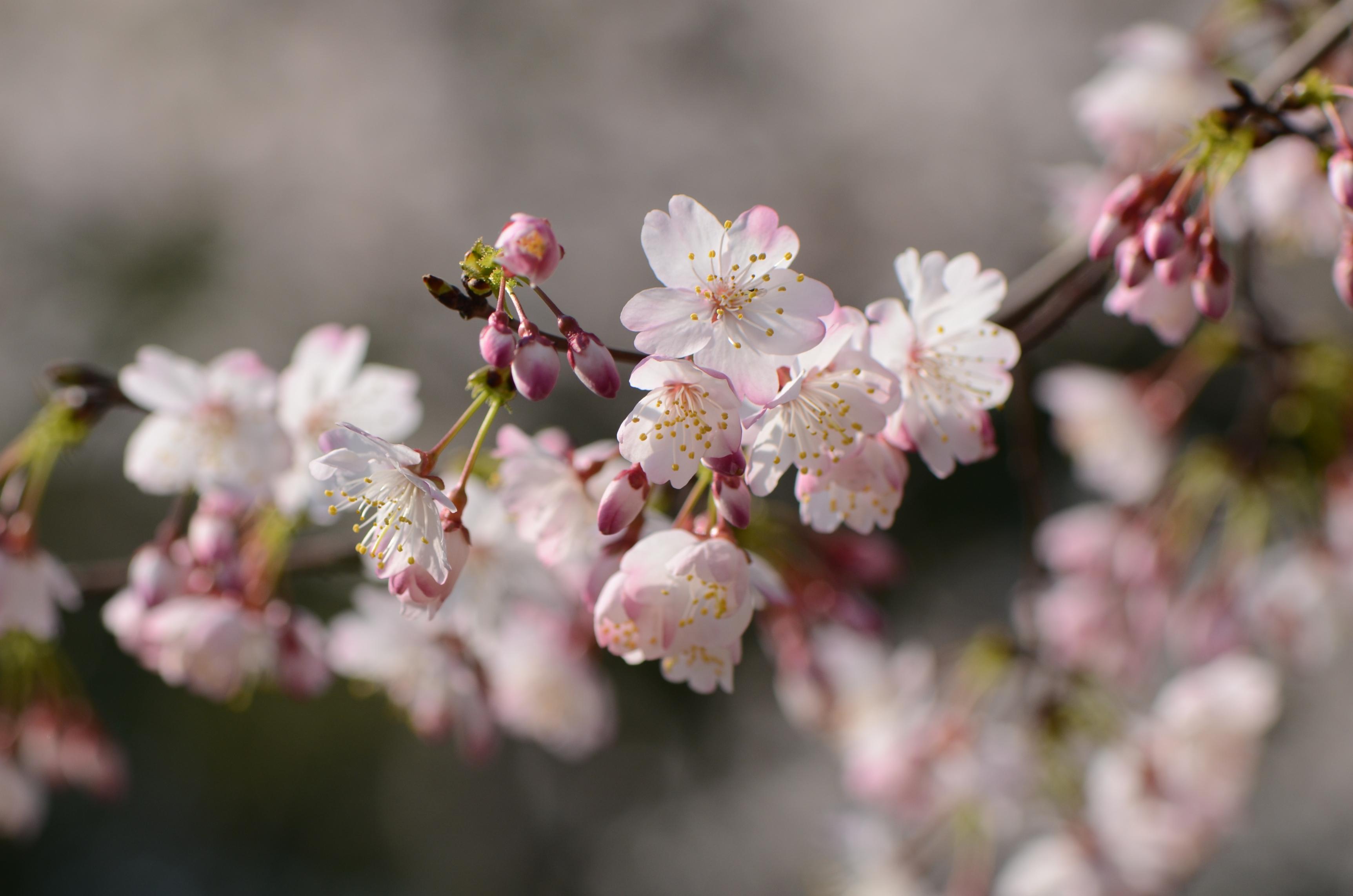 2019樱花又要开了，日本樱花攻略请您笑纳 - 马蜂窝