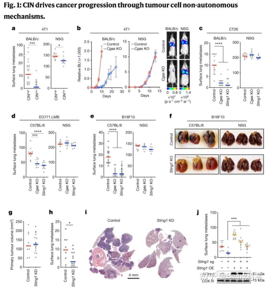 Nature | 为何STING激动剂抗癌效果不佳？背后黑手是…… - 知乎