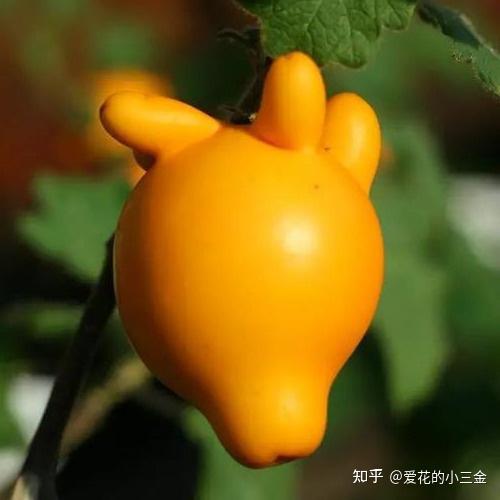 年宵花选购指南（二十三）：五代果 - 知乎