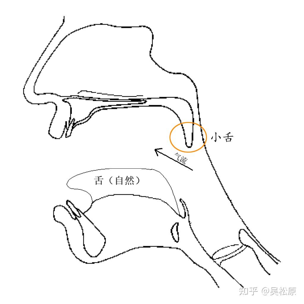 语音叫颤音不叫弹舌颤音trill