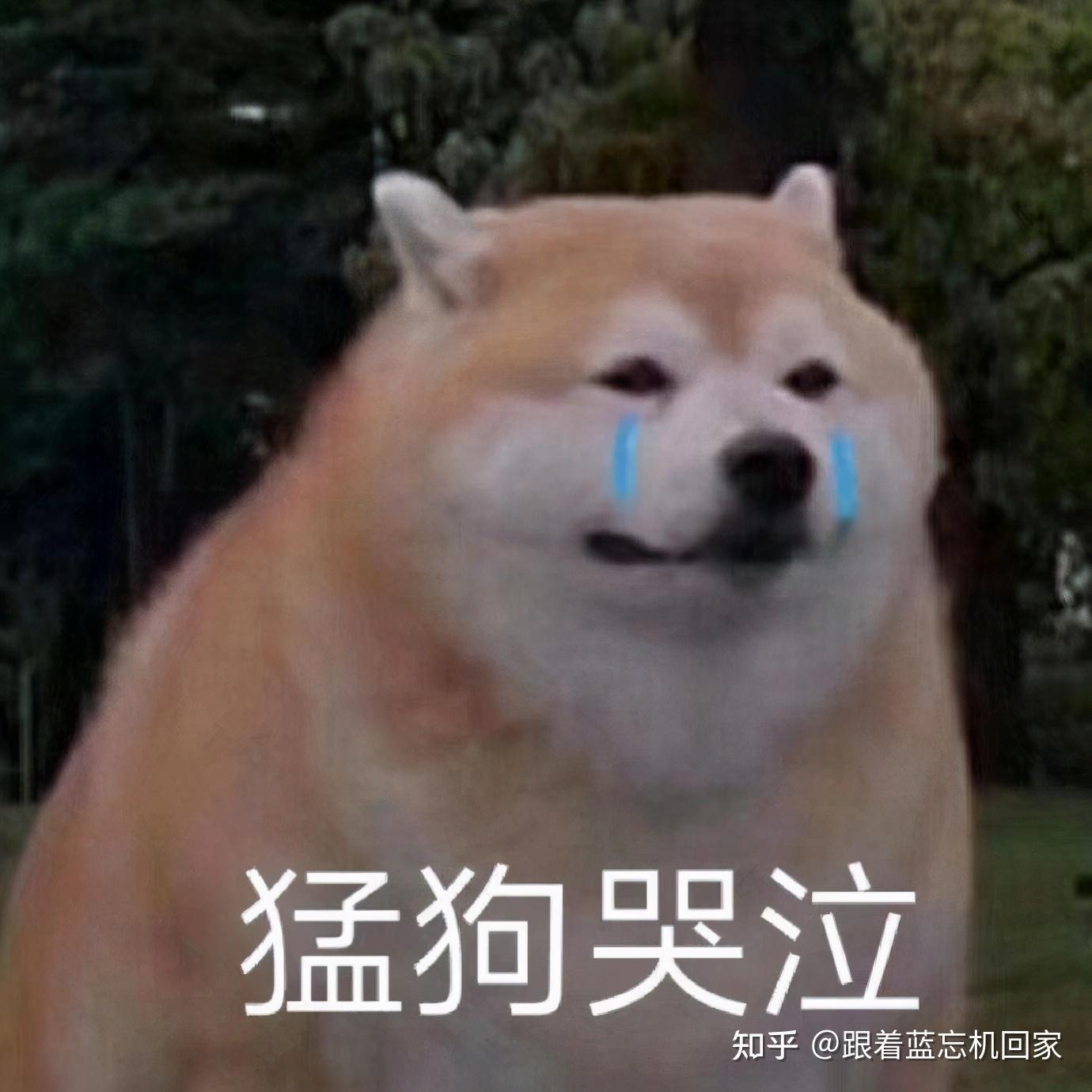 Sad Dog Meme By Joonaspesu Memedroid - vrogue.co