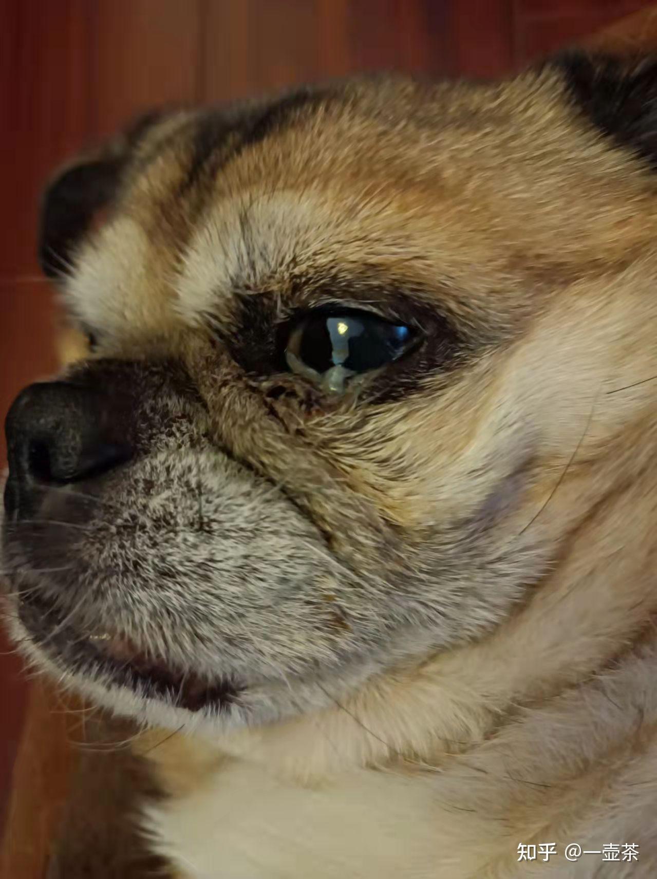 求助我家狗巴哥犬眼睛流白色液体怎么办