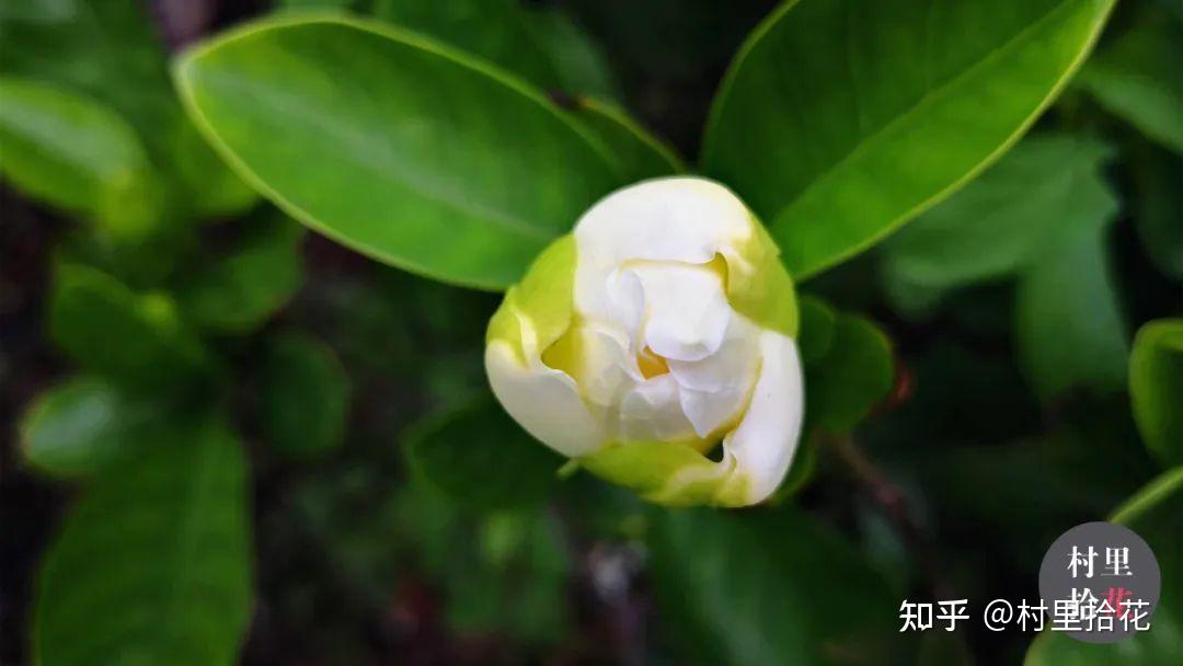 「栀子」你可知这是白如月光的白蟾? - 知乎