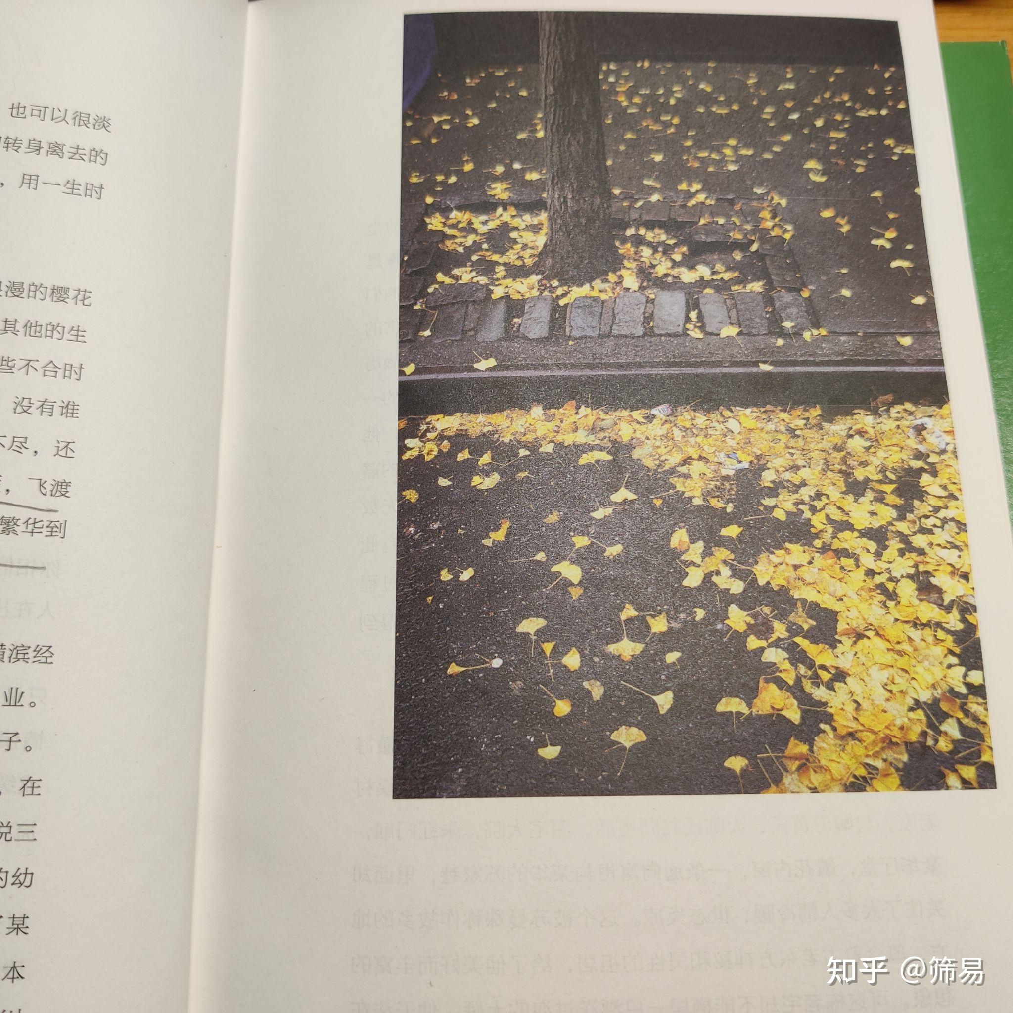 孤雁 - 知乎