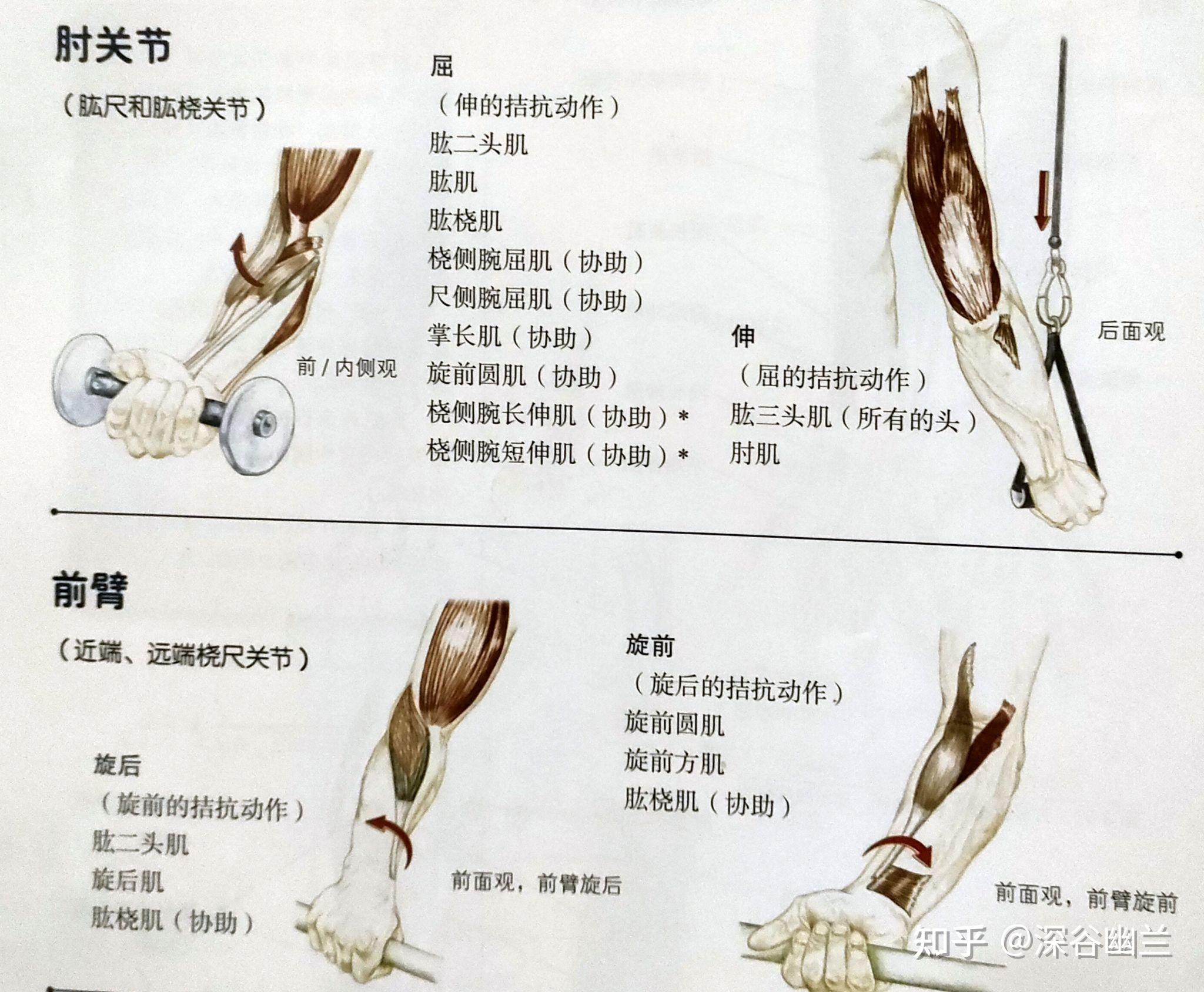 肘关节的功能为:前旋,后旋,屈肘,伸肘