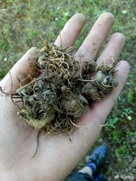 猫爪草一亩种植效益是普通的十倍展途猫爪草