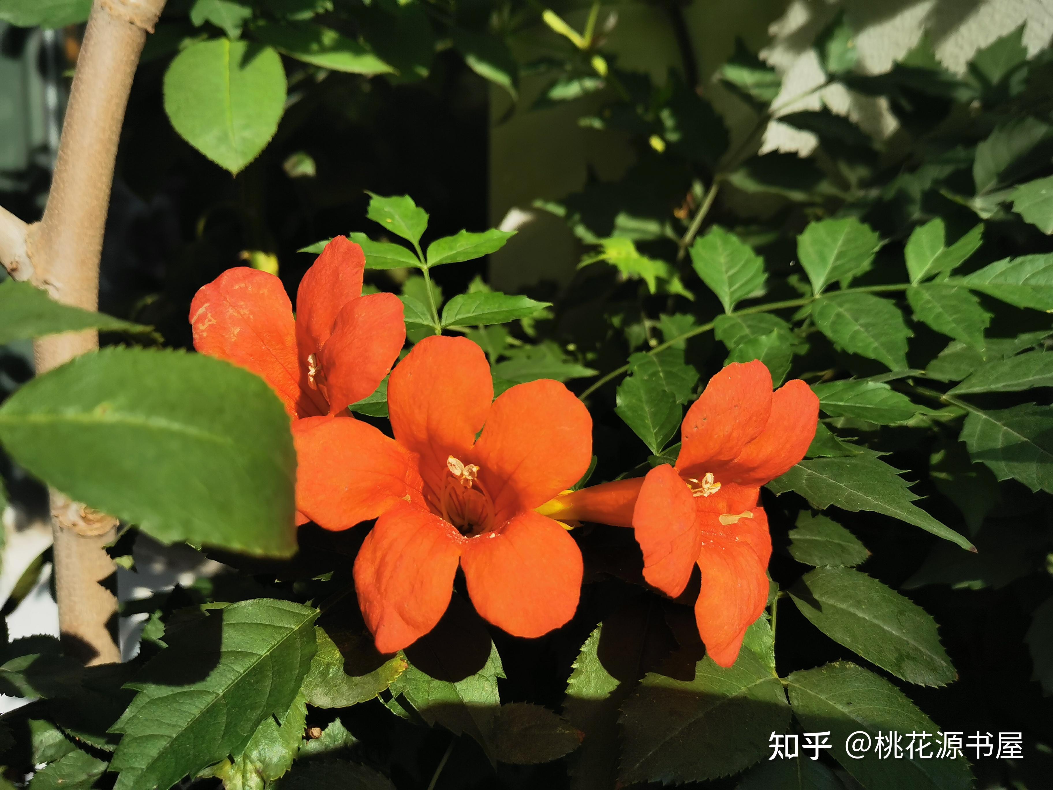 4月11日门口的矮海棠开花了