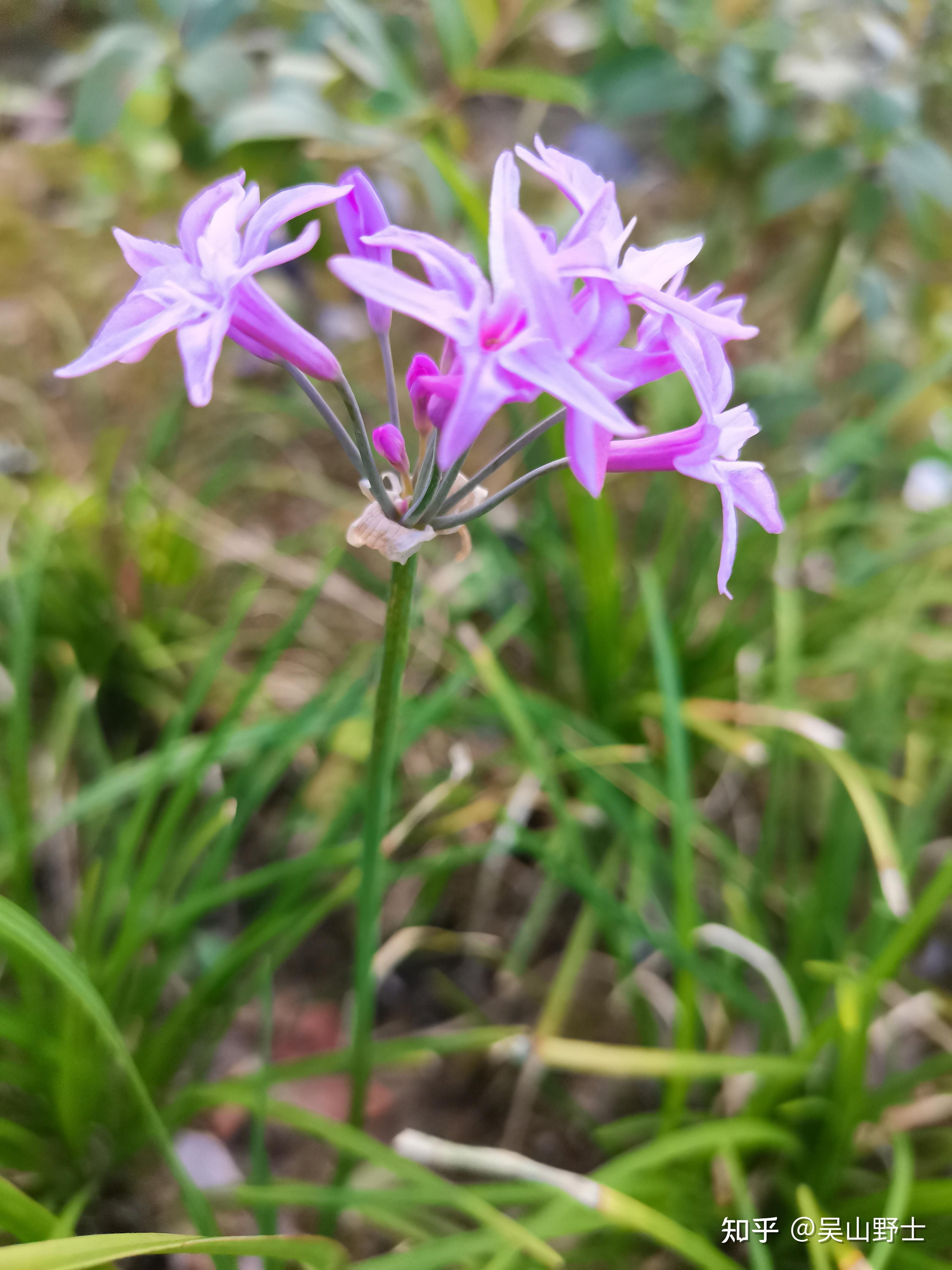 七绝紫娇花平水韵