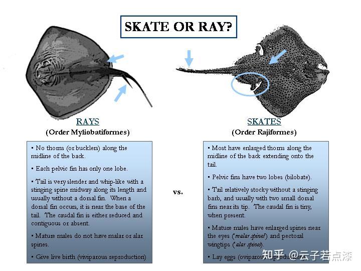 蝠鲼鳐鱼魟鱼的区别图片