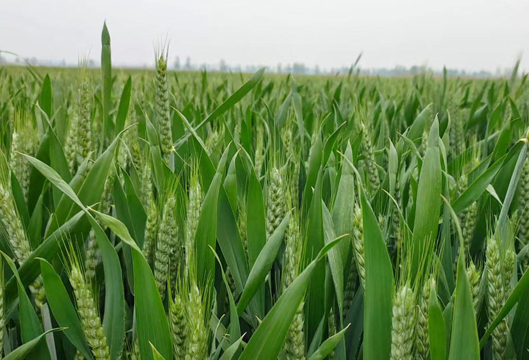 结论来了一亩小麦1500元卖青储是摆拍还是阴谋不用再争论了