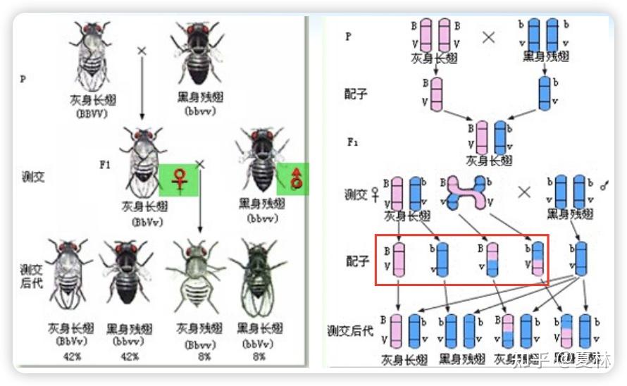 4.1 孟德尔遗传与单基因病 - 知乎