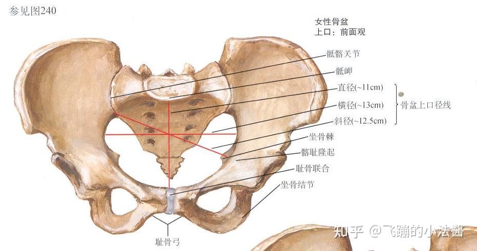 坐骨棘位置图图片