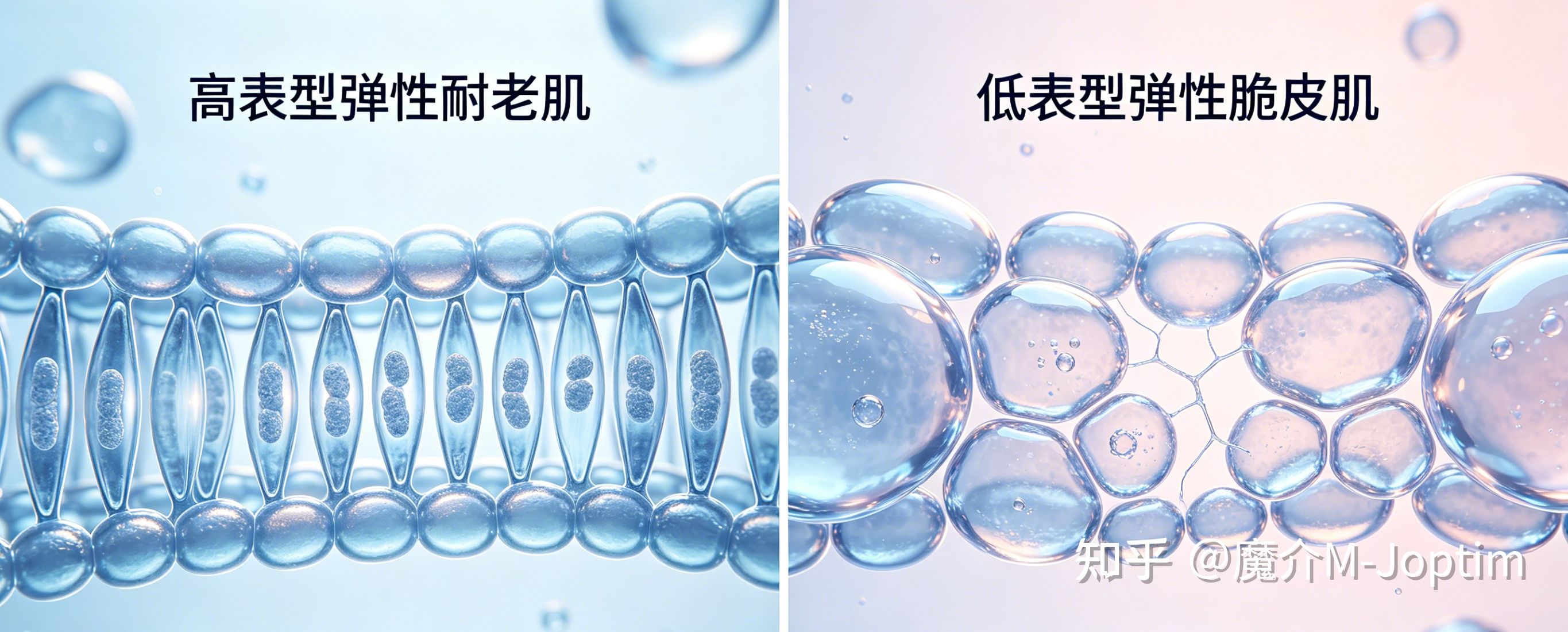 同一年龄,为什么有人像40岁有人像60岁?揭开皮肤“表型弹性”的神秘面纱 - 知乎