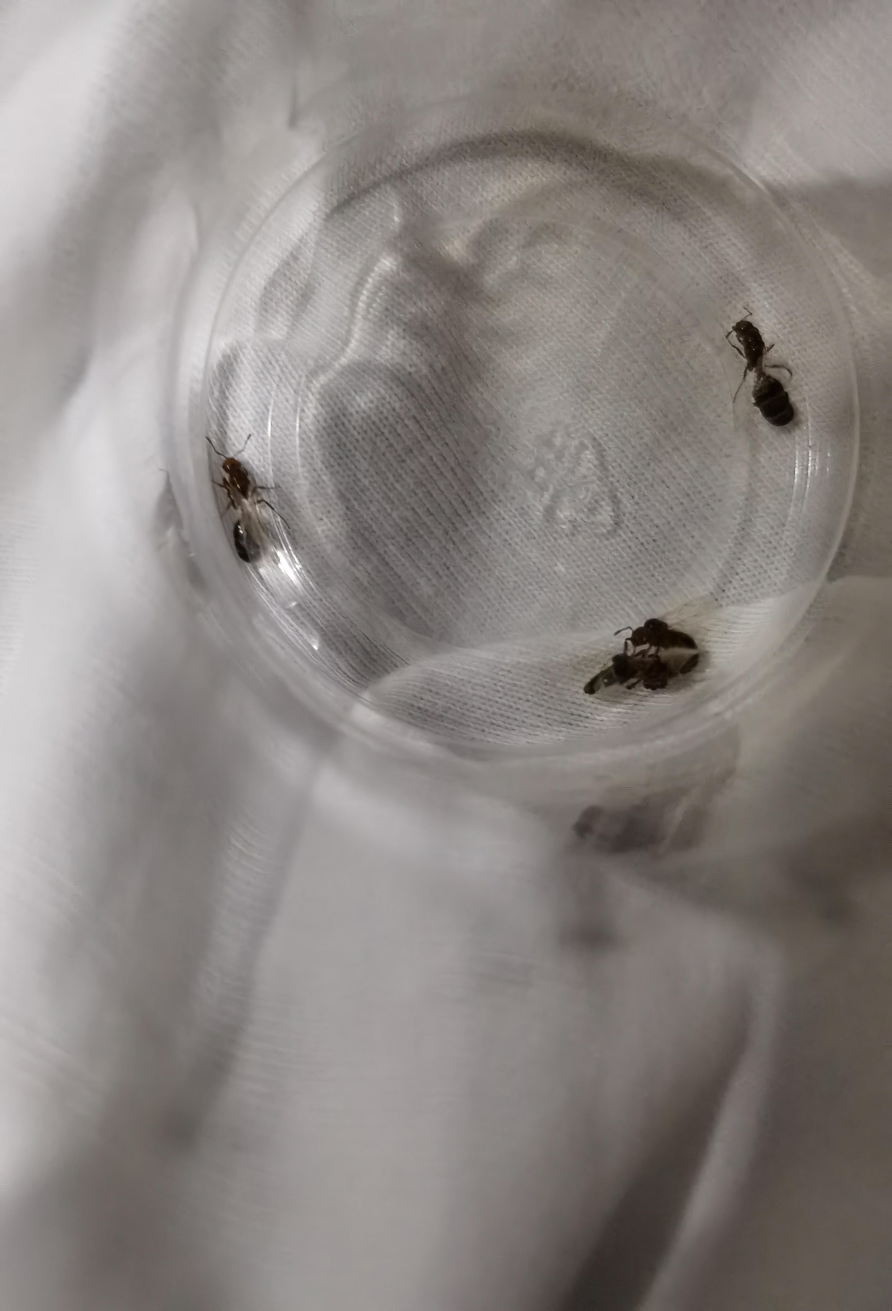 黑黑的像蚂蚁会飞是什么昆虫