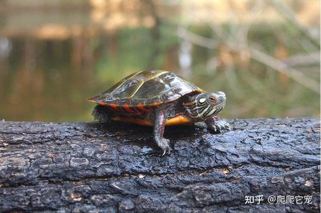 养龟,到底是深水好,还是浅水好? - 知乎