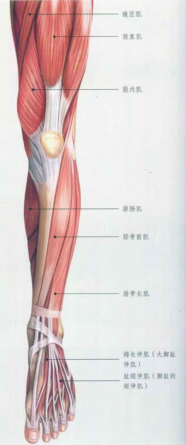 上伸腿式解剖图图片