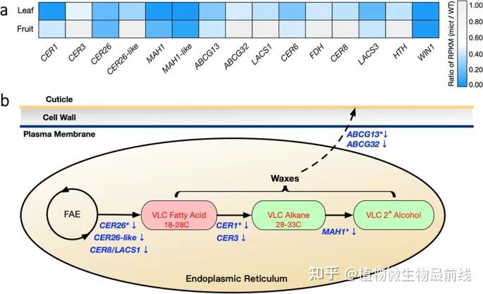 上海交通大學黃瓜分子育種團隊解析黃瓜mict基因調控表皮角質層與黃酮