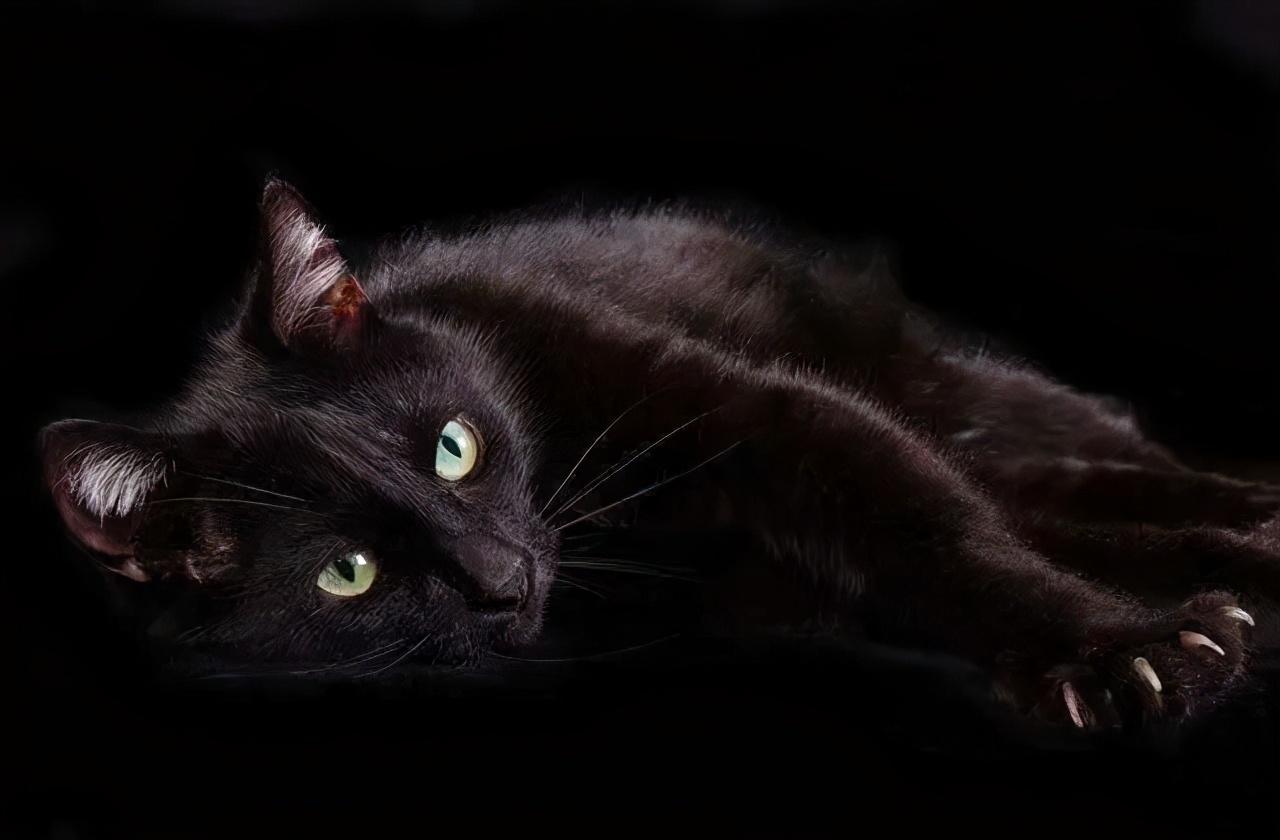 古人们认为黑色是高贵的象征,而黑猫是守护家宅安宁的吉瑞象征.