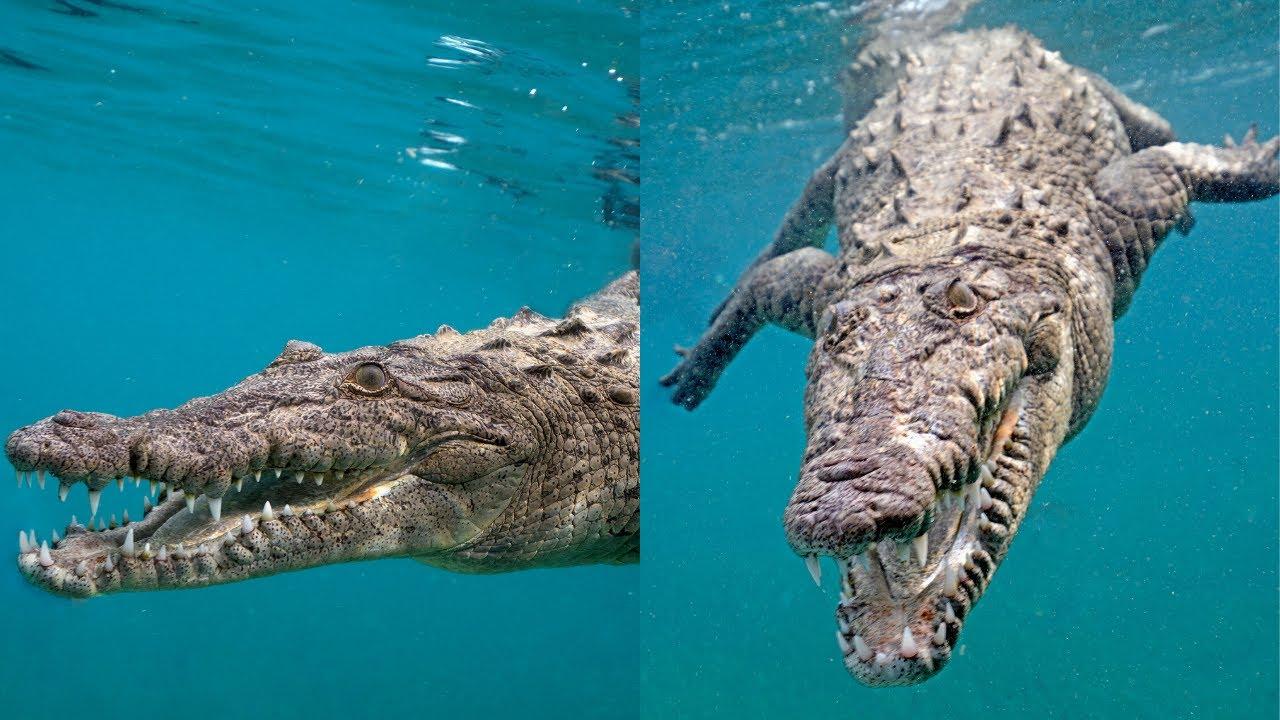 海湾恶霸鳄鱼图片