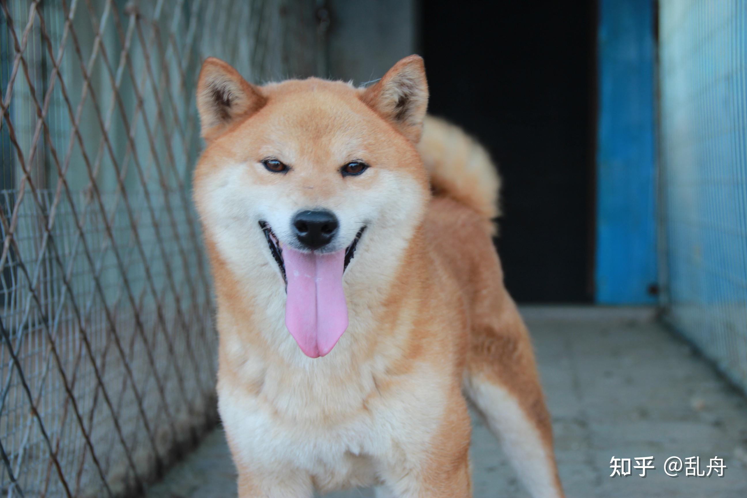 柴犬的特征图片