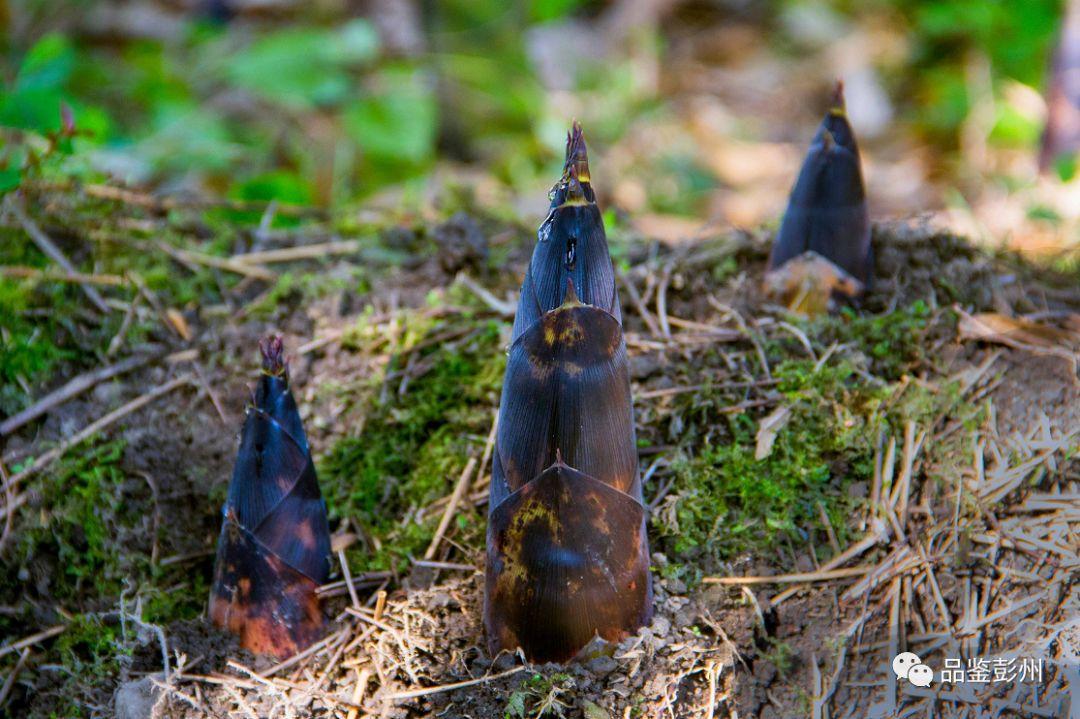 自2011年至2019年,龙门山镇已成功举办了七届"春笋节",游客在此挖竹笋