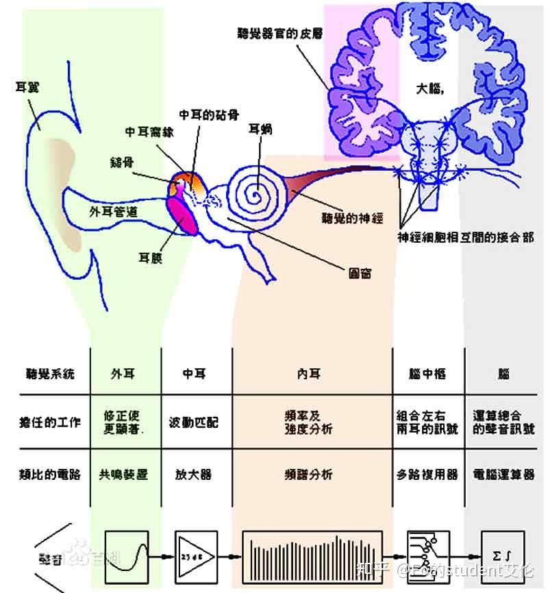 生物心理学的学习笔记(自用,随时更新) - 知乎