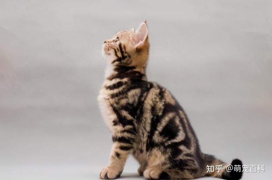 美短猫常见的7种颜色，和罕见的5种颜色，你知道几种? - 知乎