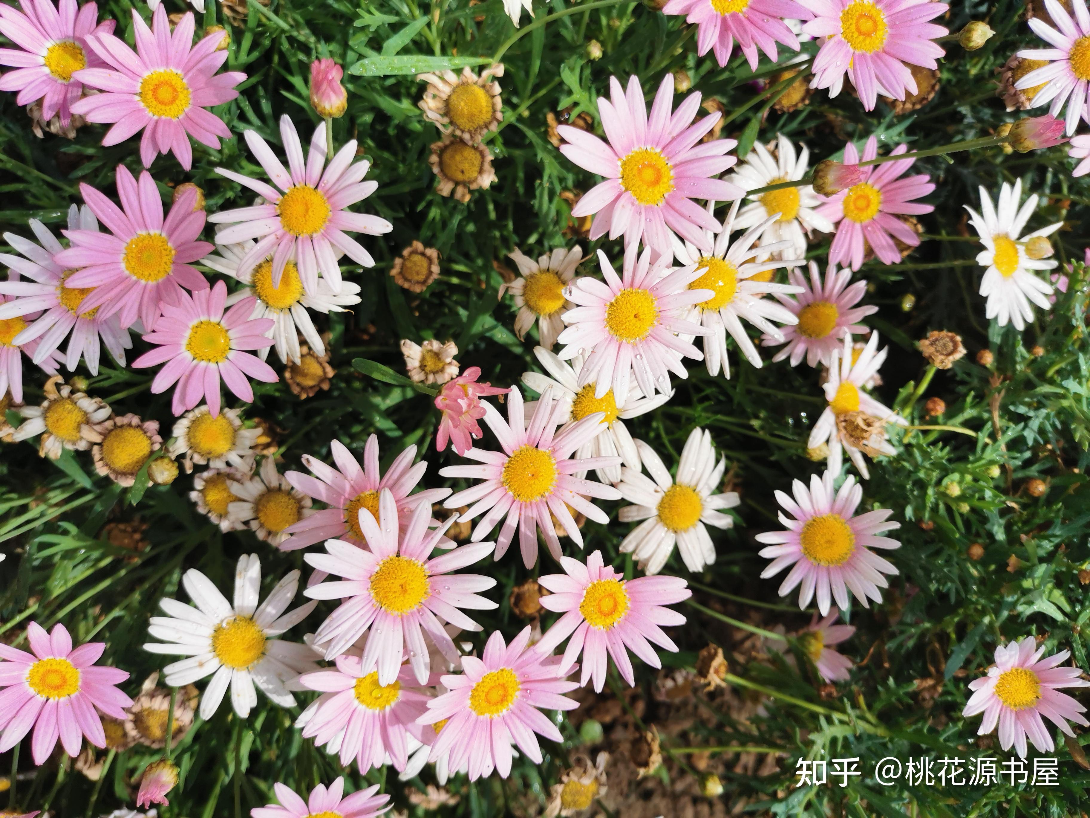 4月11日门口的矮海棠开花了