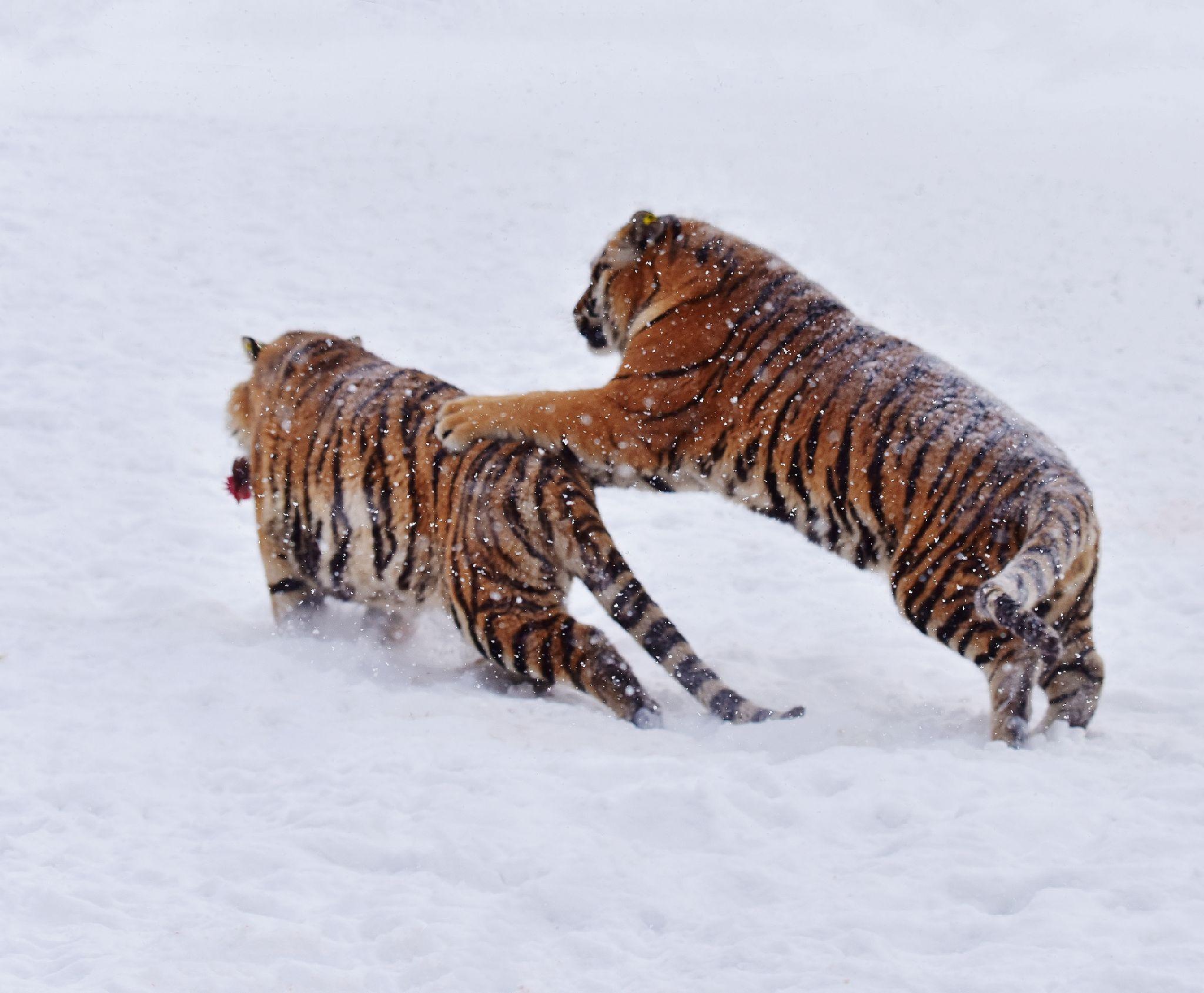 猛虎搏斗 - 知乎