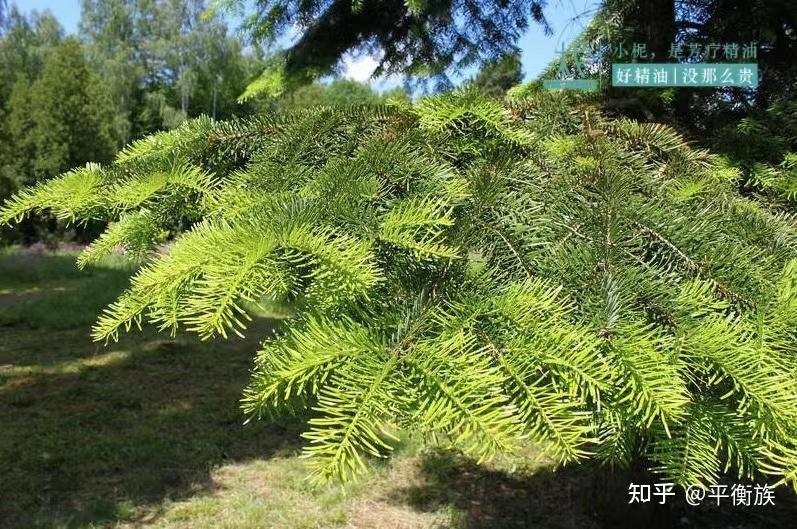 植物科普|西伯利亚冷杉 - 知乎
