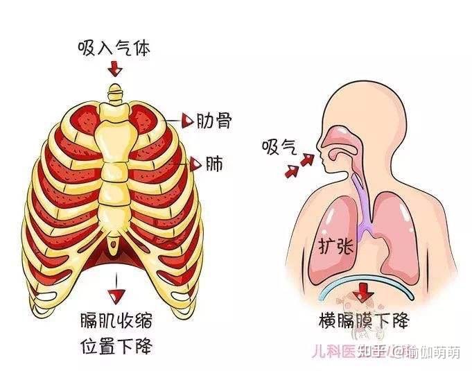 的肺部,主要靠的是肺部外圍的肌肉的收縮和放鬆,以及我們胸廓的形態