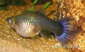 鱼多久生一次宝宝 v2-dc25b0d8e34b7514e838438ecc8ac6d5_b.jpg