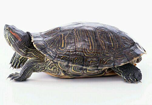 巴西龟(chrysemys dorbigni)饲养指南:外观特征,吃食和价格