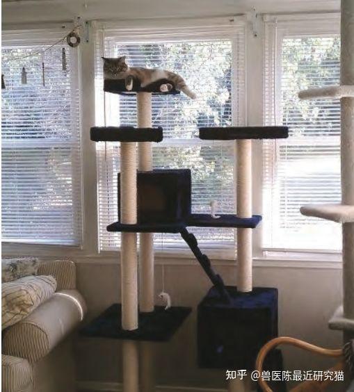 铲屎官要了解的满足猫咪环境需求五大核心一 - 知乎