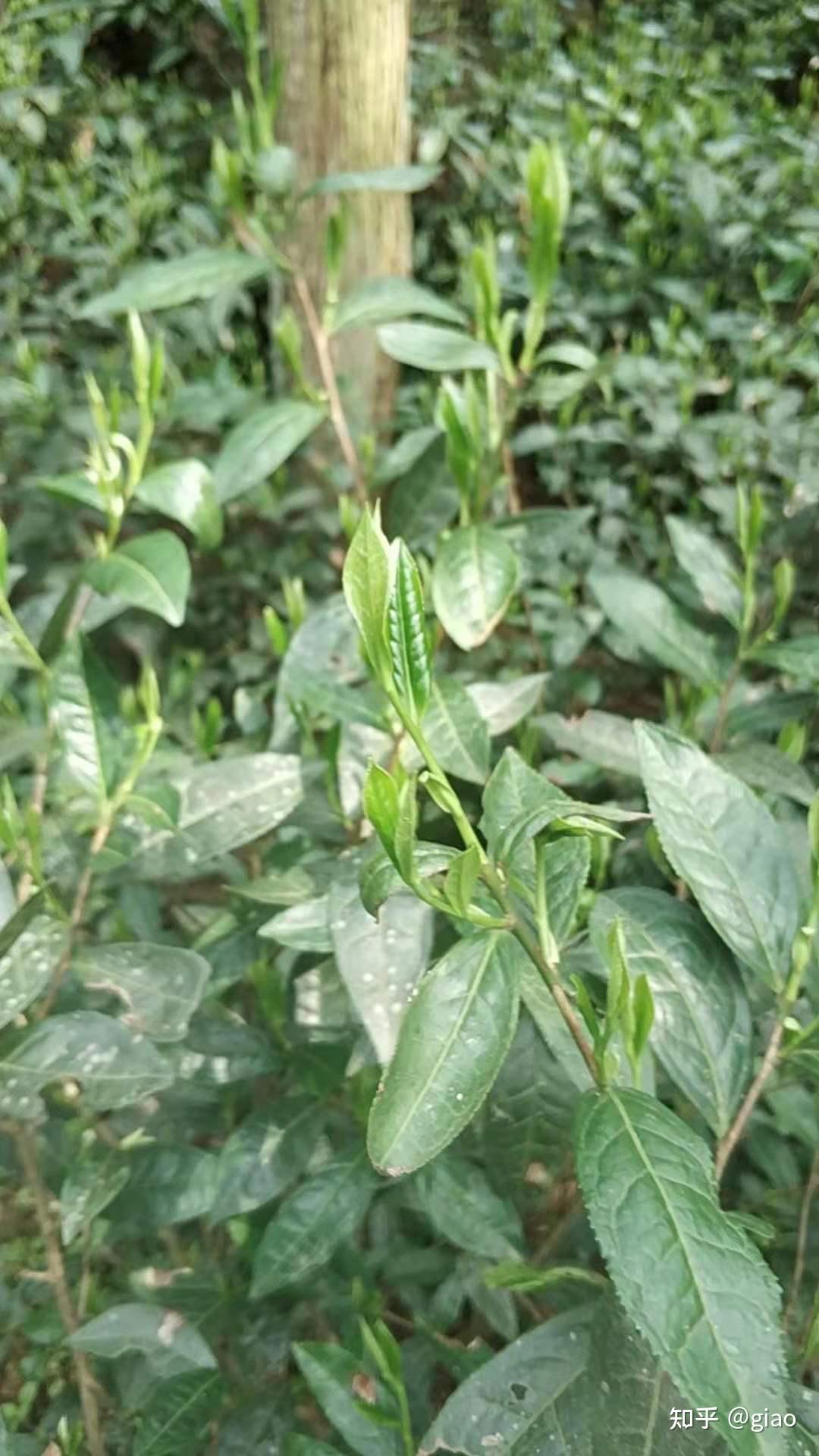 新茶池州霄坑绿茶高山野生茶