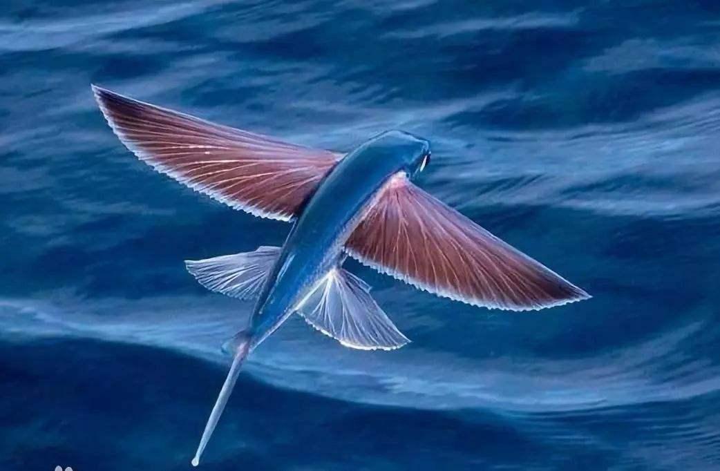 飞鱼为什么要飞