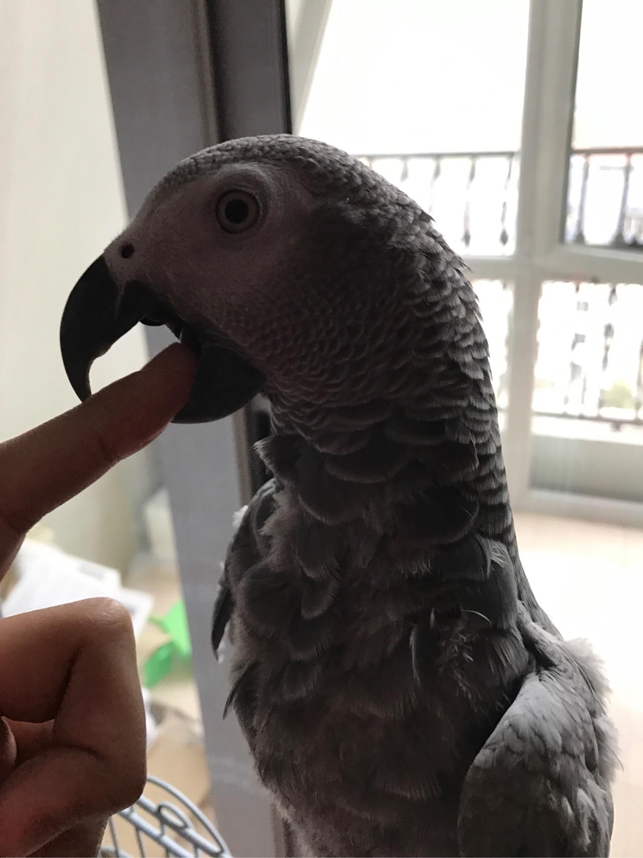 新手适合养刚果灰鹦鹉吗 大概养一只60天大的