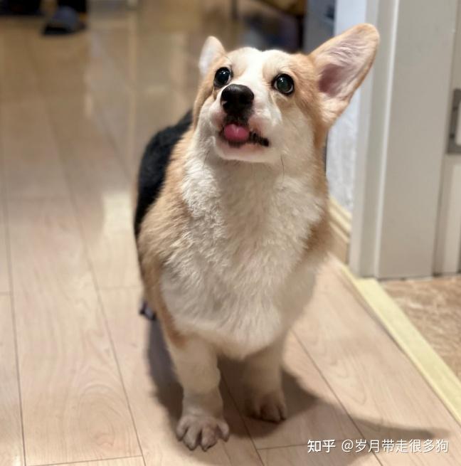 原本老五的名字叫库奇,我们接回来的时候他好像对这个名字没有什么