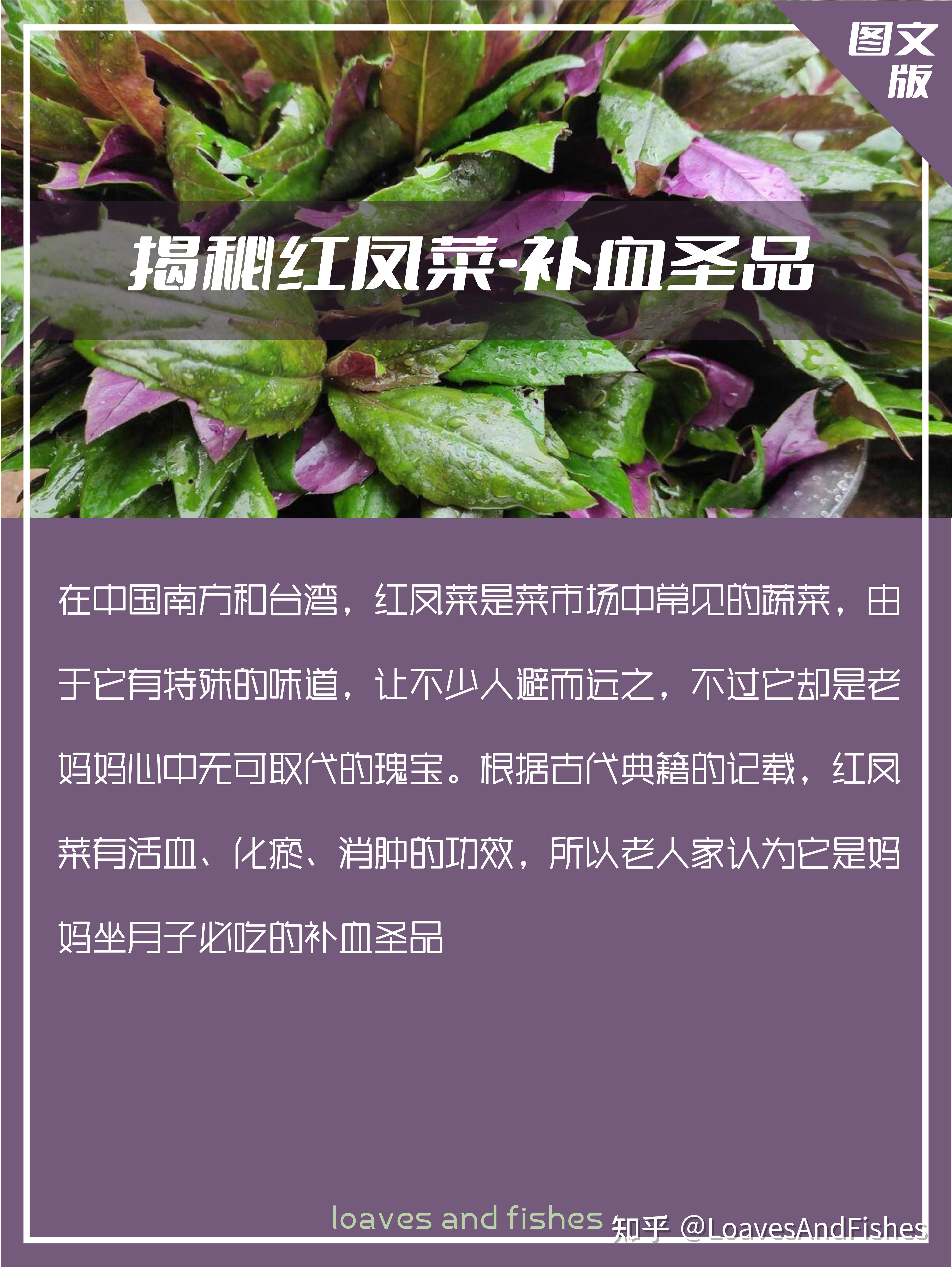红凤菜 血皮菜 你想知道的一切